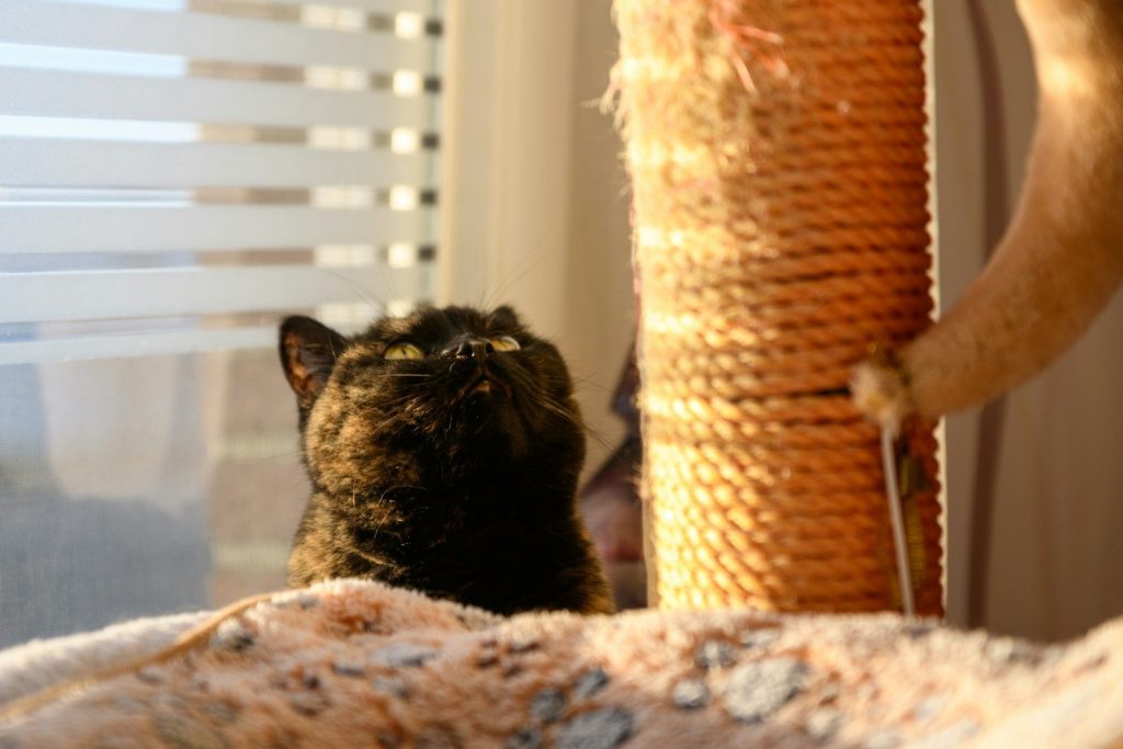 A tortoiseshell cat looks up near a scratching post.
