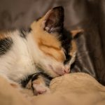 white black and orange cat lying on brown textile