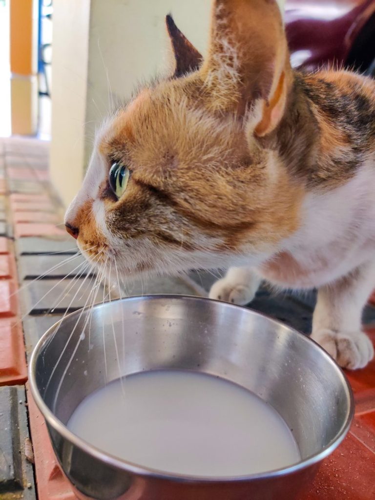 a cat drinking from a bowl