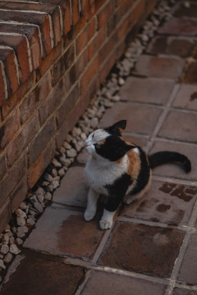 A black, white and orange cat sitting on a brick walkway