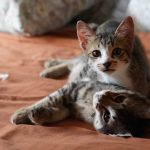 Two kittens relaxing on a bed.