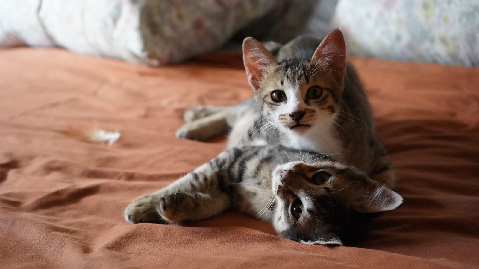 Two kittens relaxing on a bed.