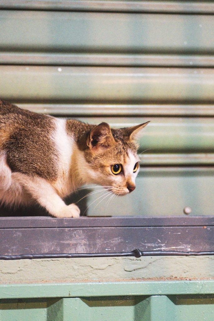 A tabby cat with yellow eyes looks intently.