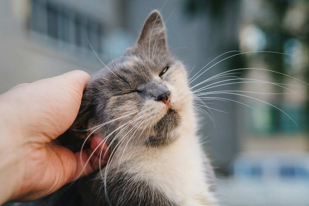 A person holding a cat in their hand