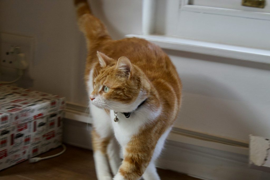 a cat standing on its hind legs