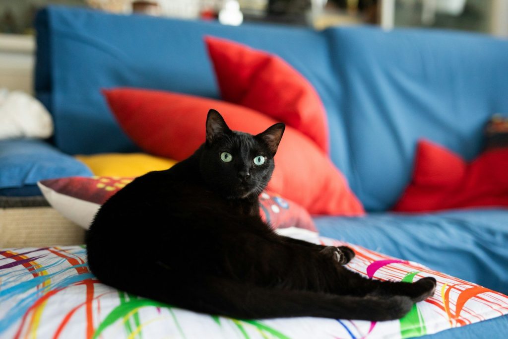 a black cat is sitting on a colorful pillow