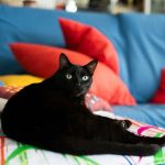 a black cat is sitting on a colorful pillow