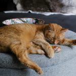an orange cat sleeping on a grey ottoman