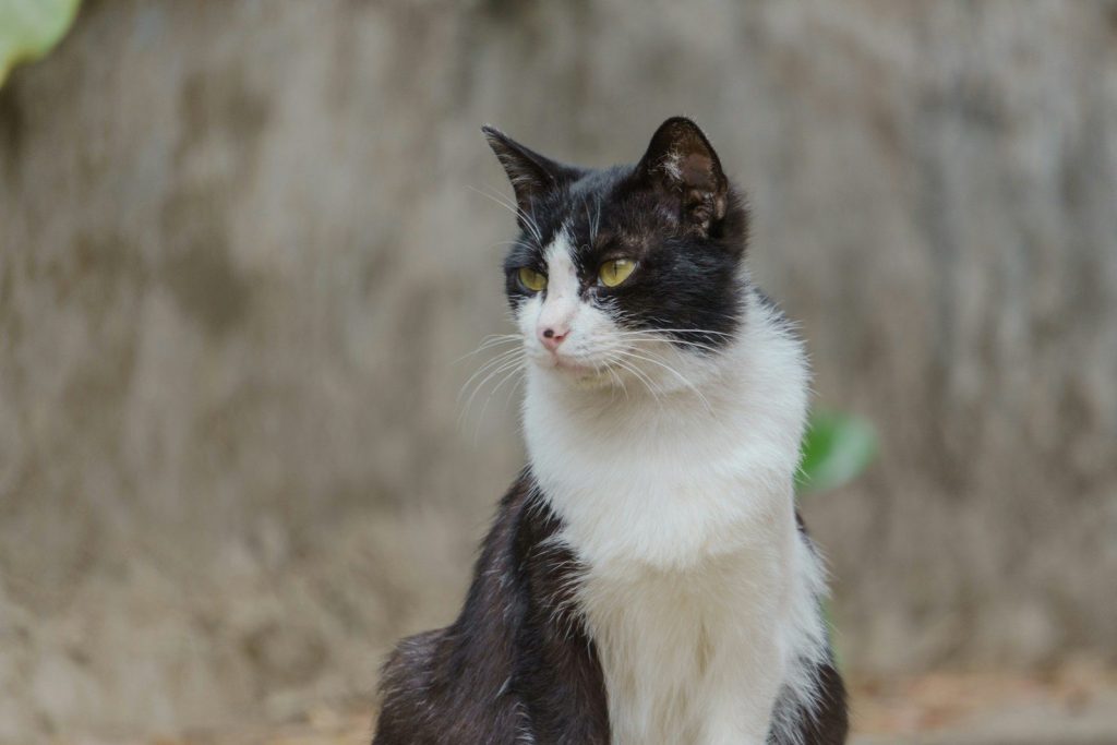 A black and white cat looks toward something.