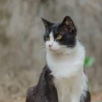 A black and white cat looks toward something.