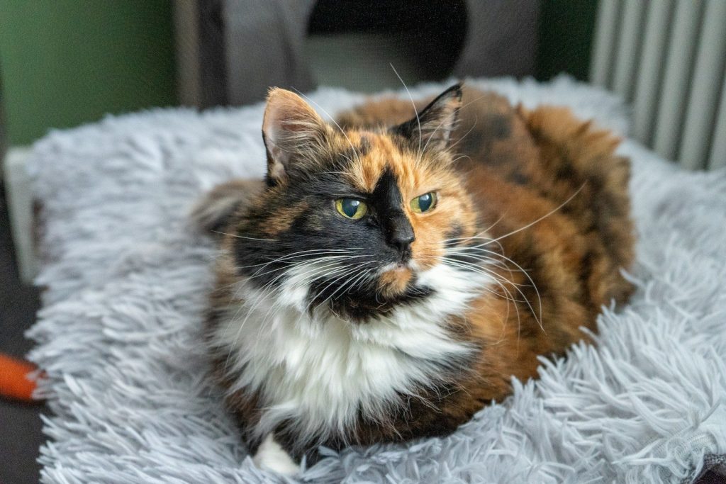 A calico cat rests on a fluffy gray bed.