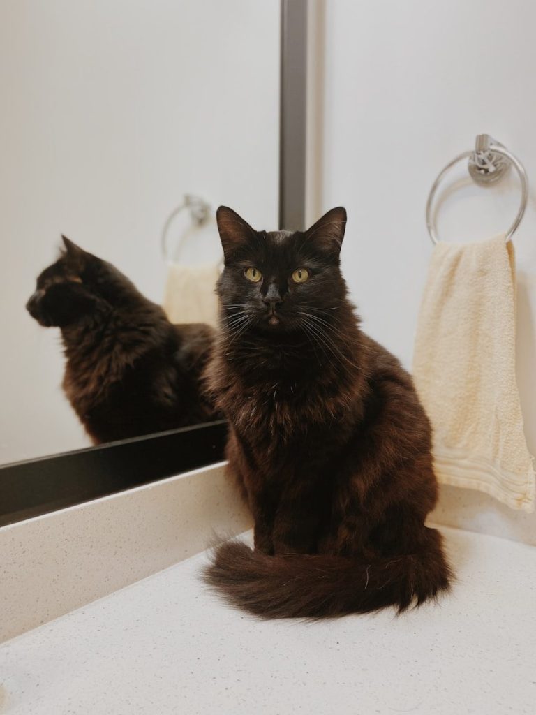 a black cat sitting on a bathroom counter