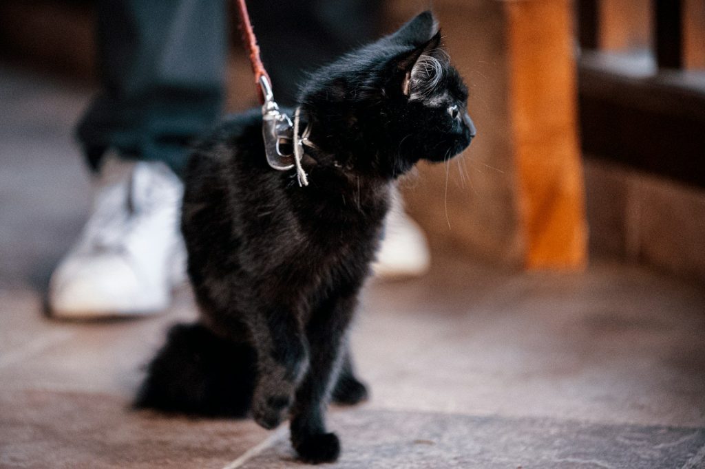 black cat on gray concrete floor