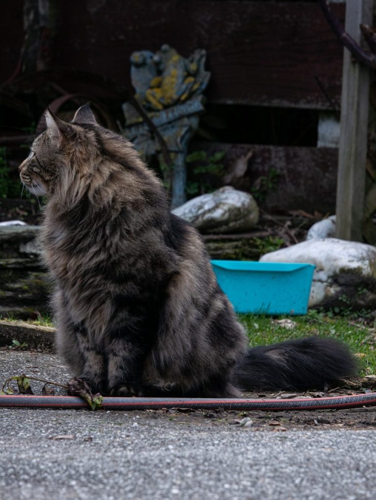 a cat sitting on the ground
