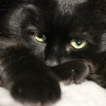 a black cat lying on a white surface