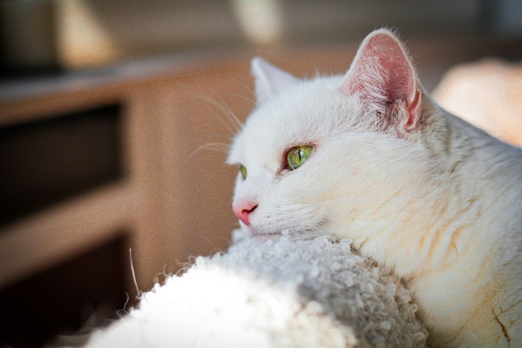 White cat with striking green eyes relaxing in sunlight.