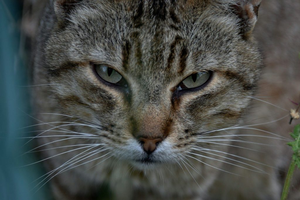 a close up of a cat with a blurry background