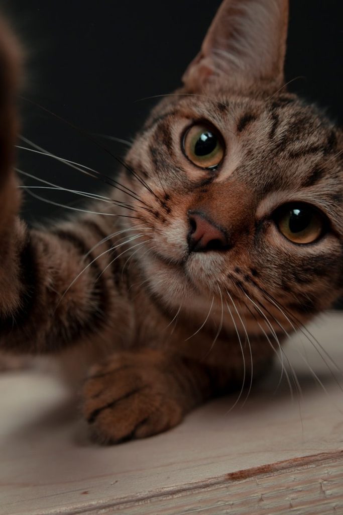 brown tabby cat on white textile
