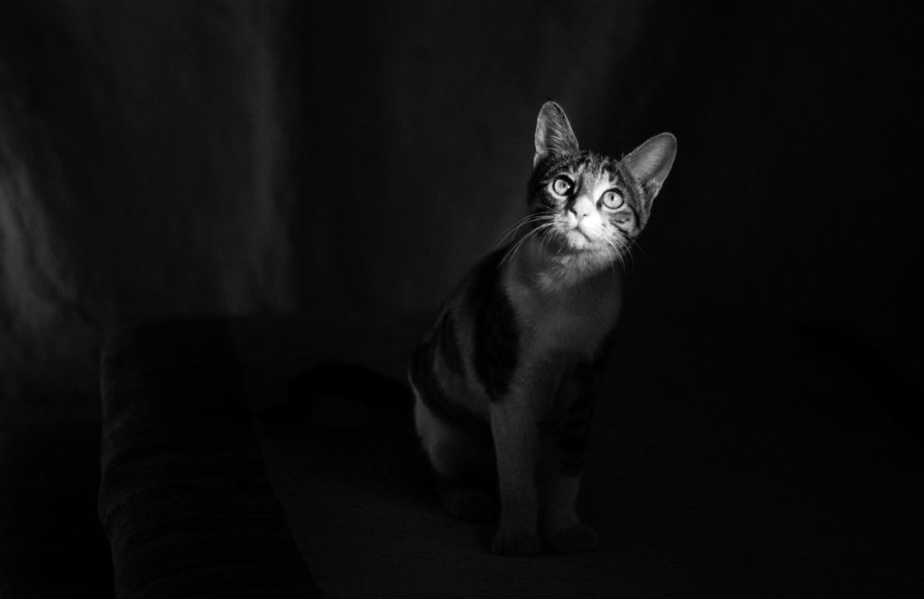 selective focus photography of white and black tabby cat