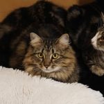 Two cats cuddling on a fluffy white surface.