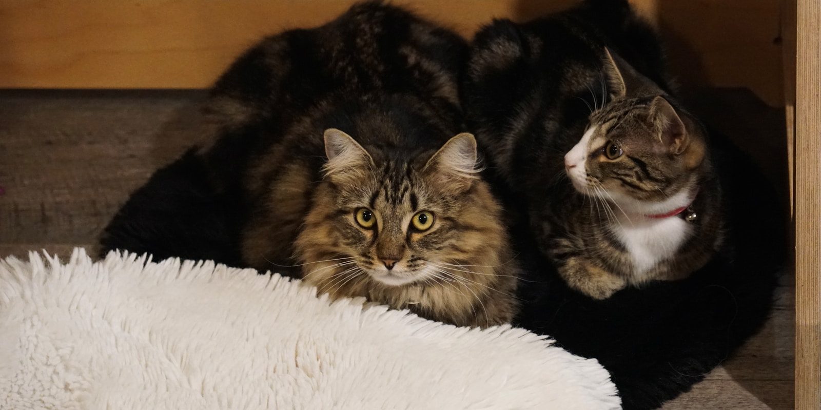 Two cats cuddling on a fluffy white surface.