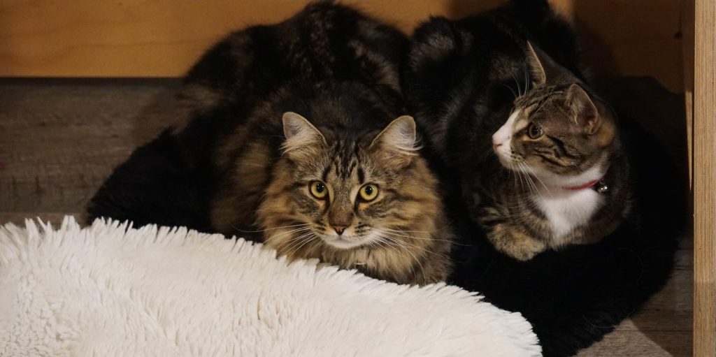 Two cats cuddling on a fluffy white surface.