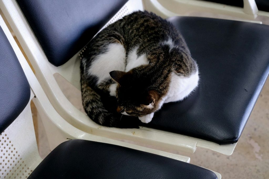 a cat sleeping in a box