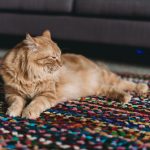 a cat laying on a colorful rug in a living room