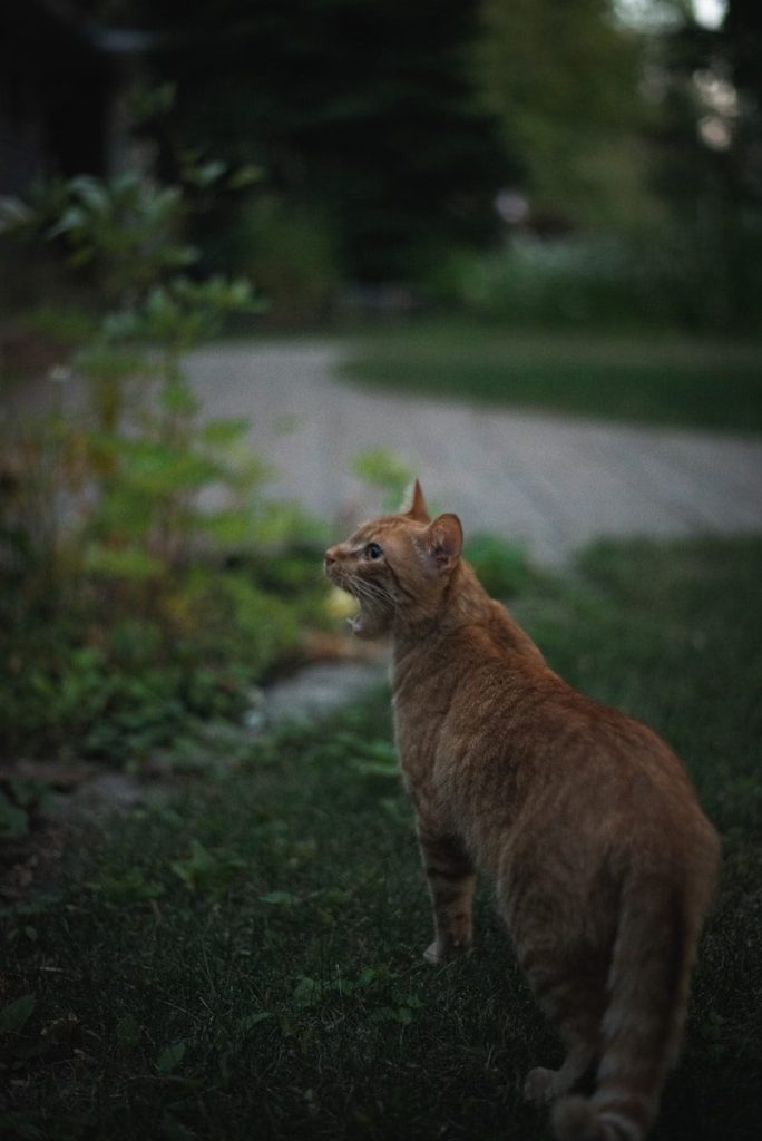 orange tabby cat walking on green grass during daytime