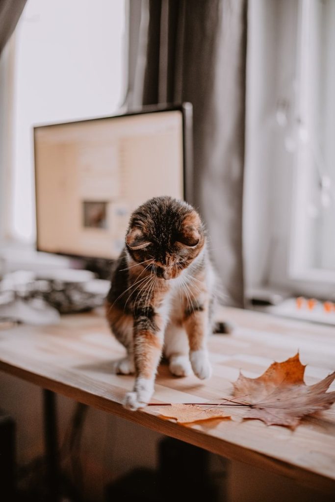 a cat sitting on top of a wooden table next to a computer