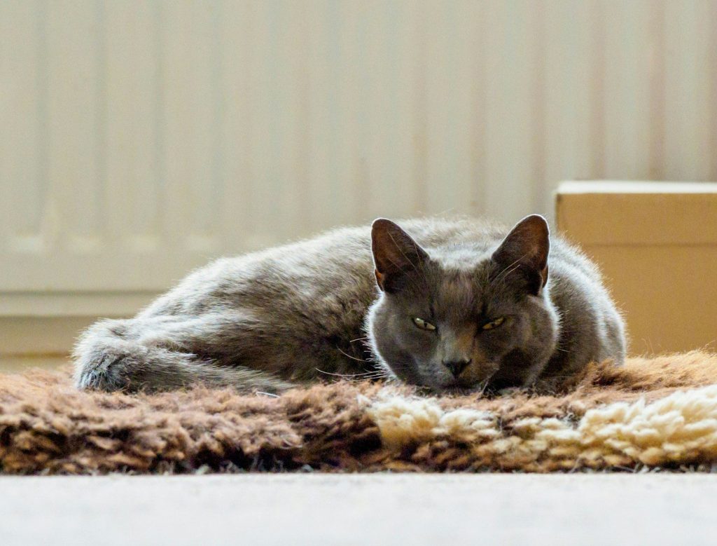 gray cat lying on brown textile