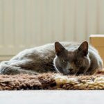 gray cat lying on brown textile