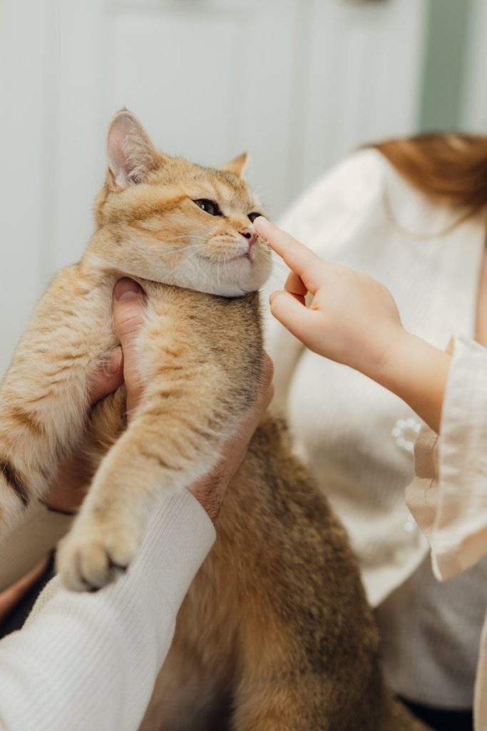 A woman is holding a cat in her lap