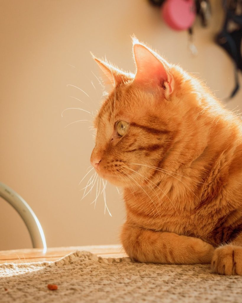 orange tabby cat on brown textile