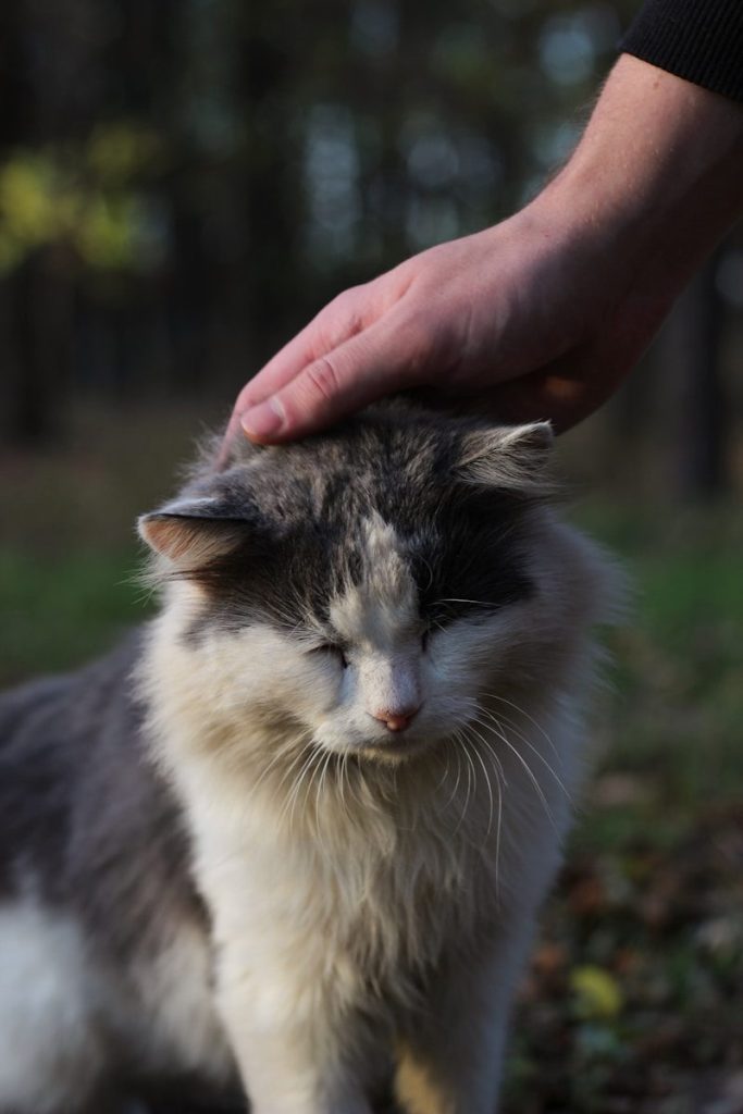 a cat is being petted by a person