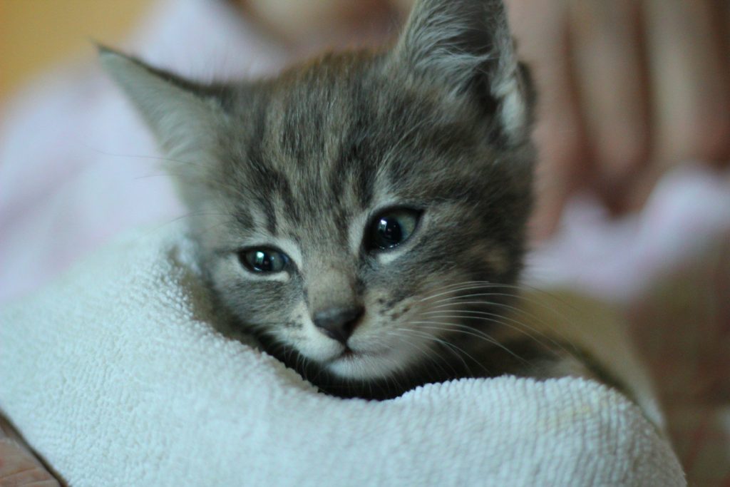 silver tabby kitten on white textile