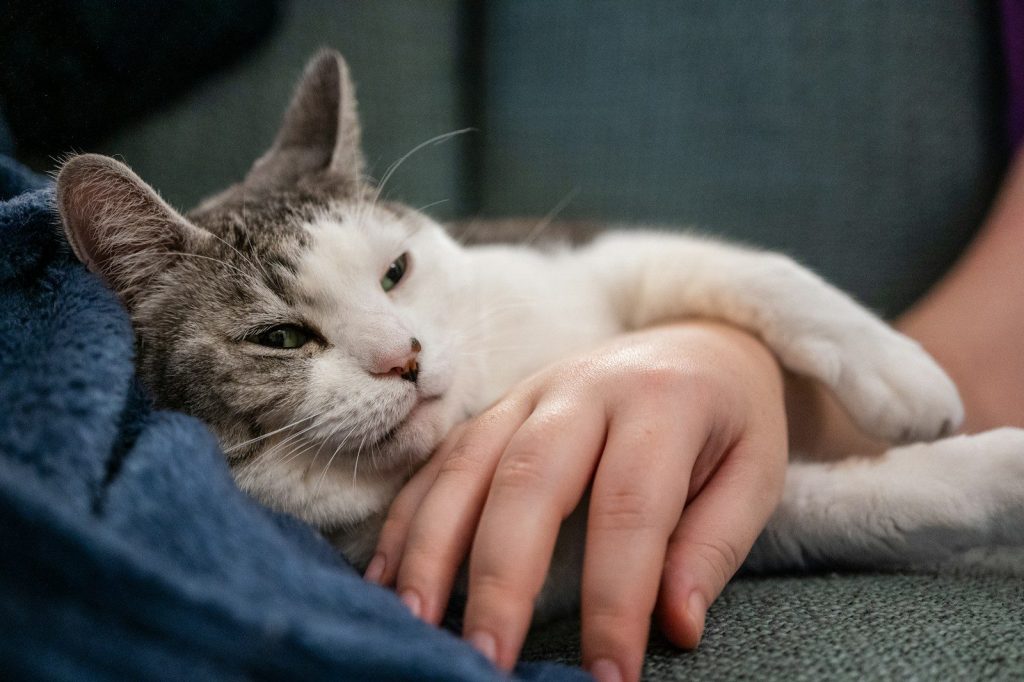 A relaxed cat rests on a person's arm.