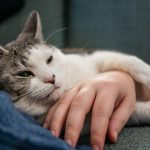 A relaxed cat rests on a person's arm.