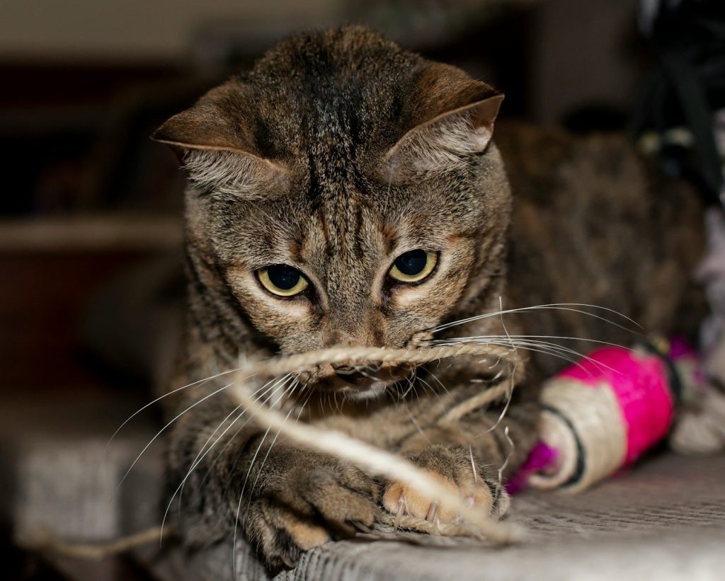 A cat is playing with a toy on the floor