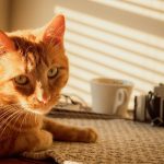 orange tabby cat lying on brown textile