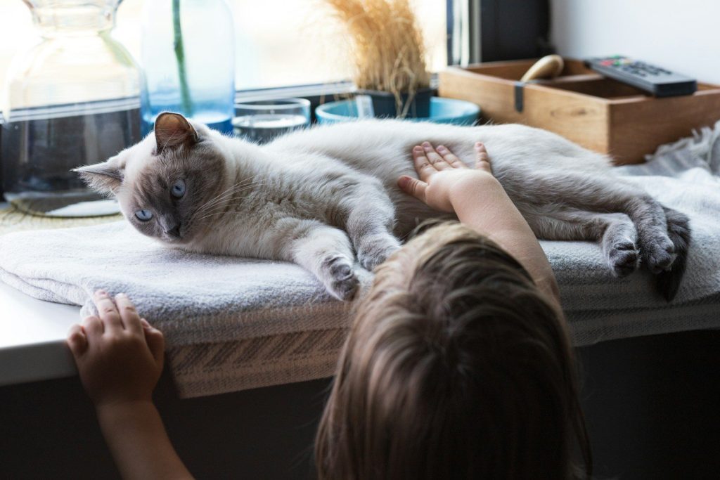white and brown cat lying on brown textile