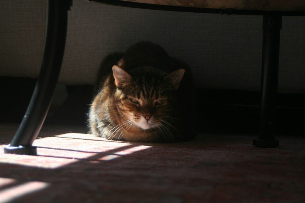 A tabby cat rests in the shade under a table.