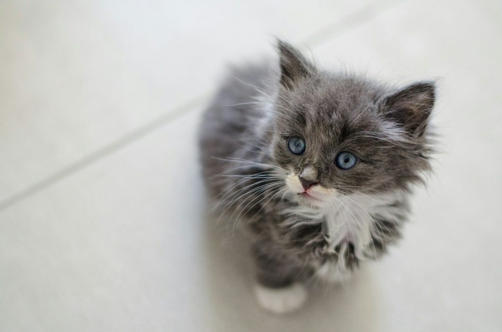 grey and white long fur cat on white ceramic floor tiles