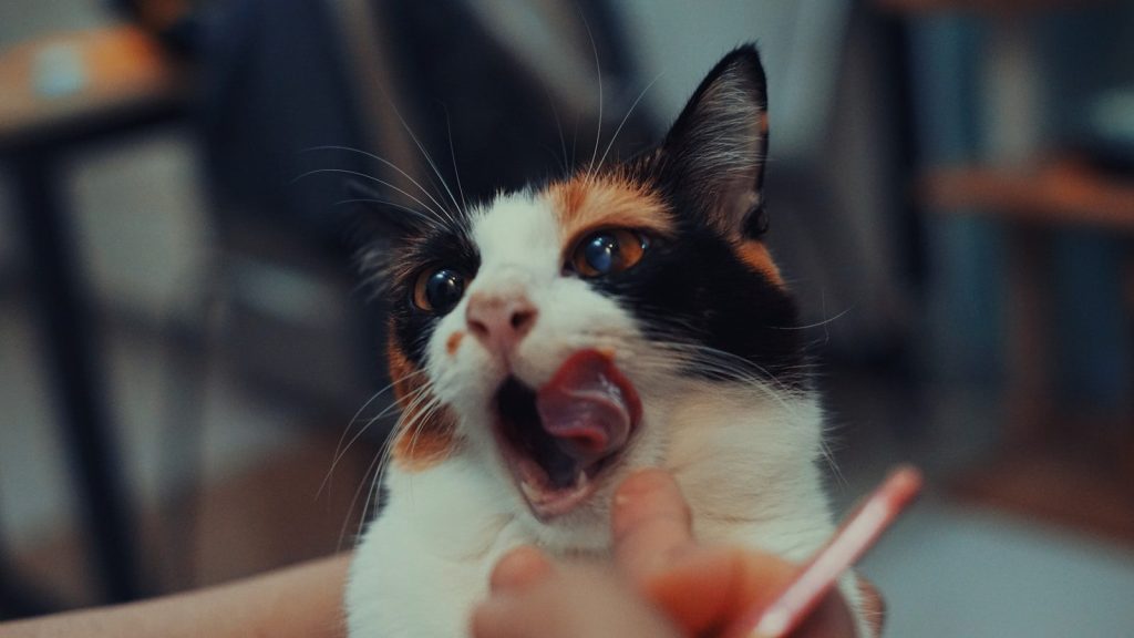 A calico cat mid-lick.