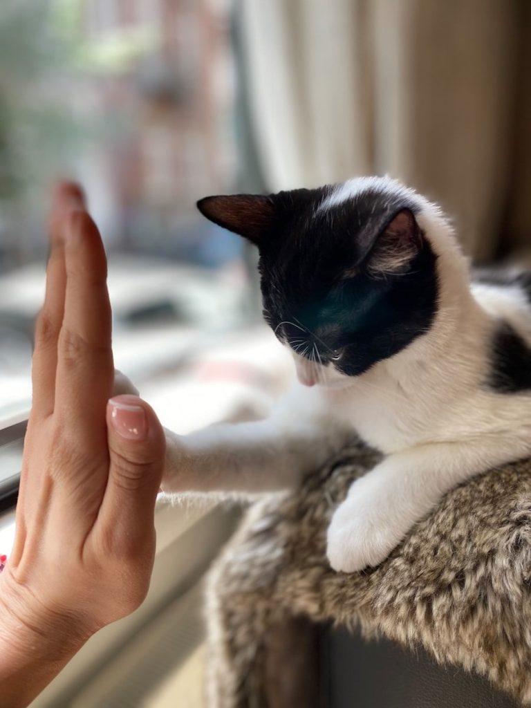 person holding white and black cat