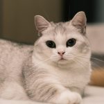 a gray and white cat laying on top of a bed