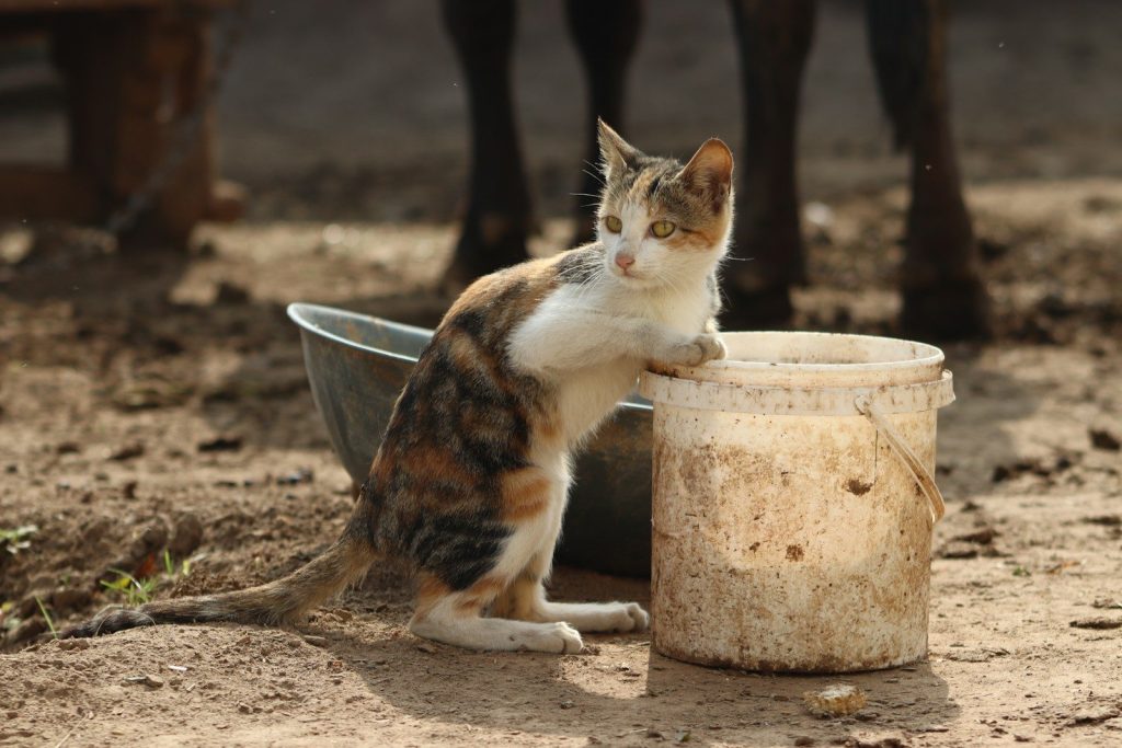 A cat sitting on the ground next to a bowl
