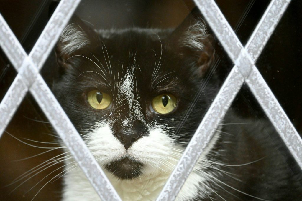 a black and white cat looking through a window