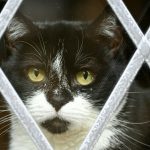 a black and white cat looking through a window