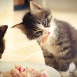 two kittens eating food off of a white plate